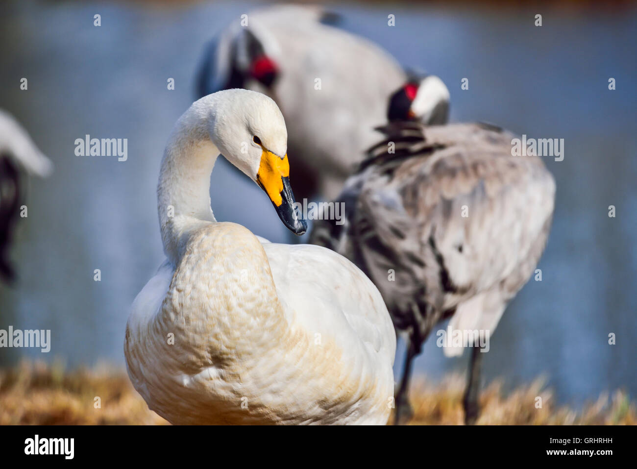 Cigno selvatico Foto Stock