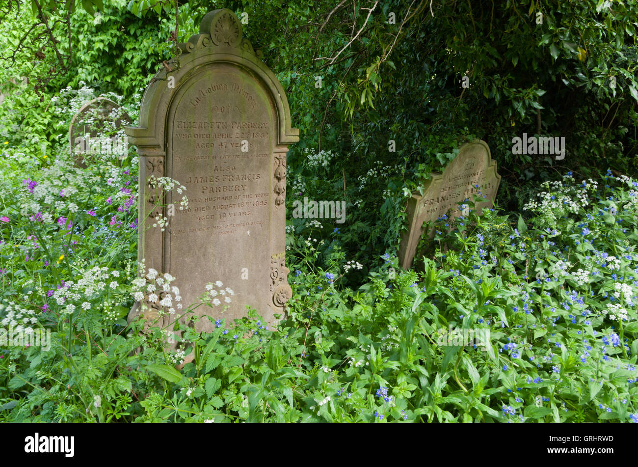 Vecchie lapidi in piedi in mezzo la copertura del terreno nella tasca parco adiacente a San Giovanni Battista, Kingsthorpe, REGNO UNITO Foto Stock