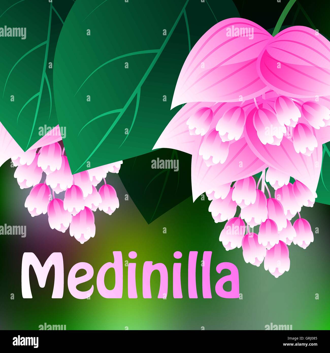 Bellissimi fiori di primavera Medinilla. Le schede o la tua progettazione con spazio per il testo. Vettore Illustrazione Vettoriale