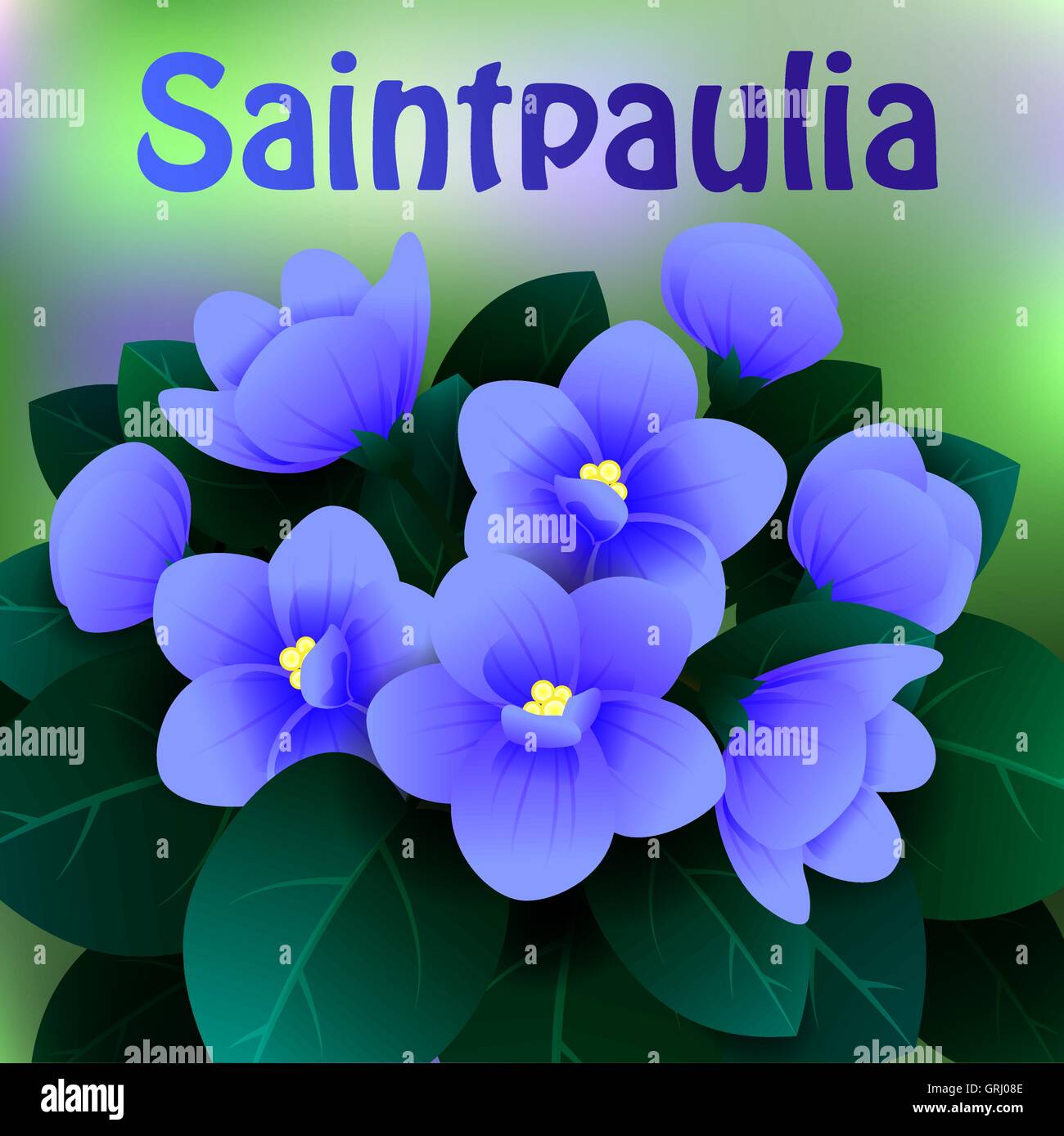 Bellissimi fiori di primavera Saintpaulia. Le schede o la tua progettazione con spazio per il testo. Vettore Illustrazione Vettoriale
