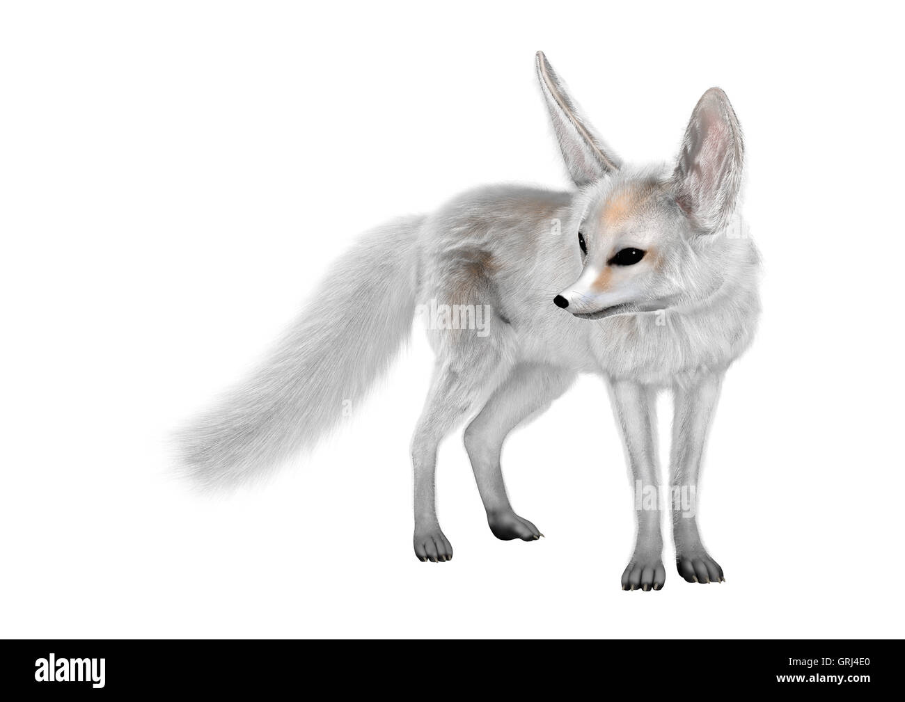 3D rendering di un fennec fox isolati su sfondo bianco Foto Stock