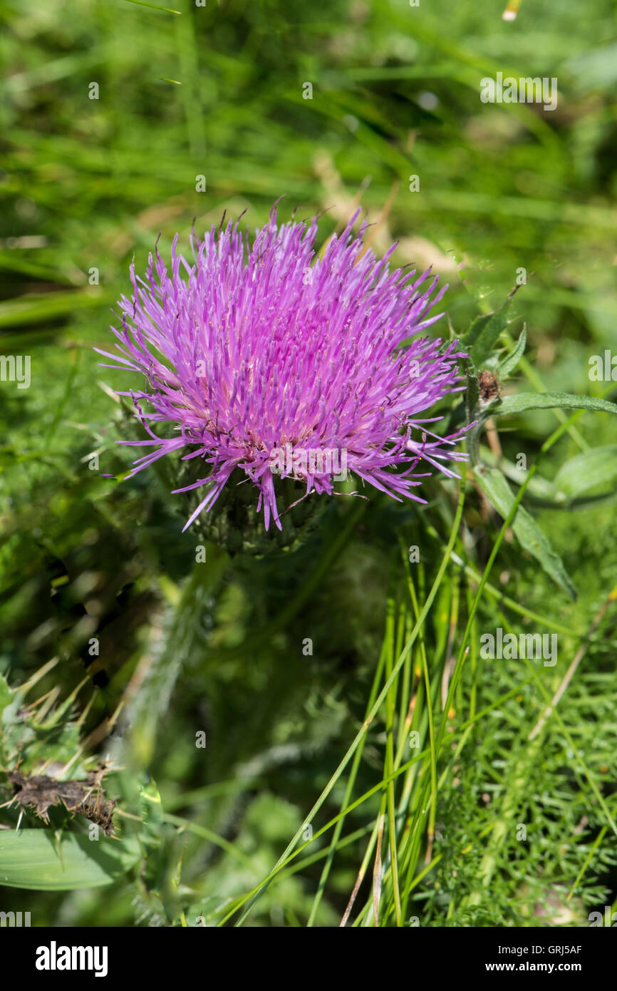 Cirsium acaule, Stemless Thistle, crescendo su chalk downland, Surrey, Regno Unito. Giugno. Foto Stock