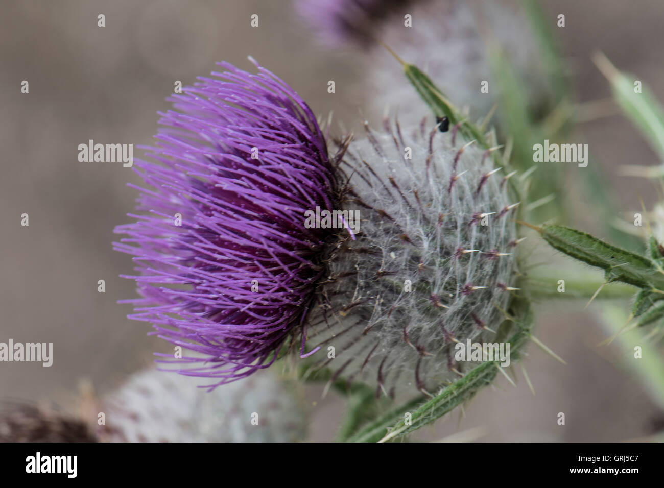 Cirsium eriophorum, Lanosi Thistle cresce su chalk downland, Surrey, Regno Unito. Giugno. Foto Stock
