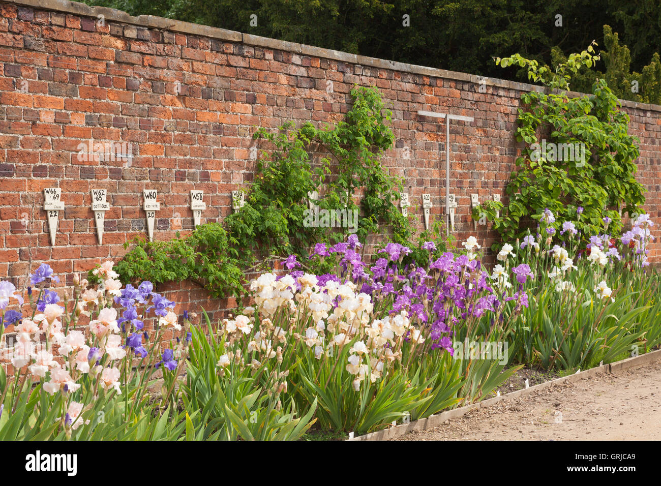 Parte di Bryan Dodsworth collezione di iris. Doddington Hall e giardini, Lincolnshire, Regno Unito. Giugno 2016. Foto Stock