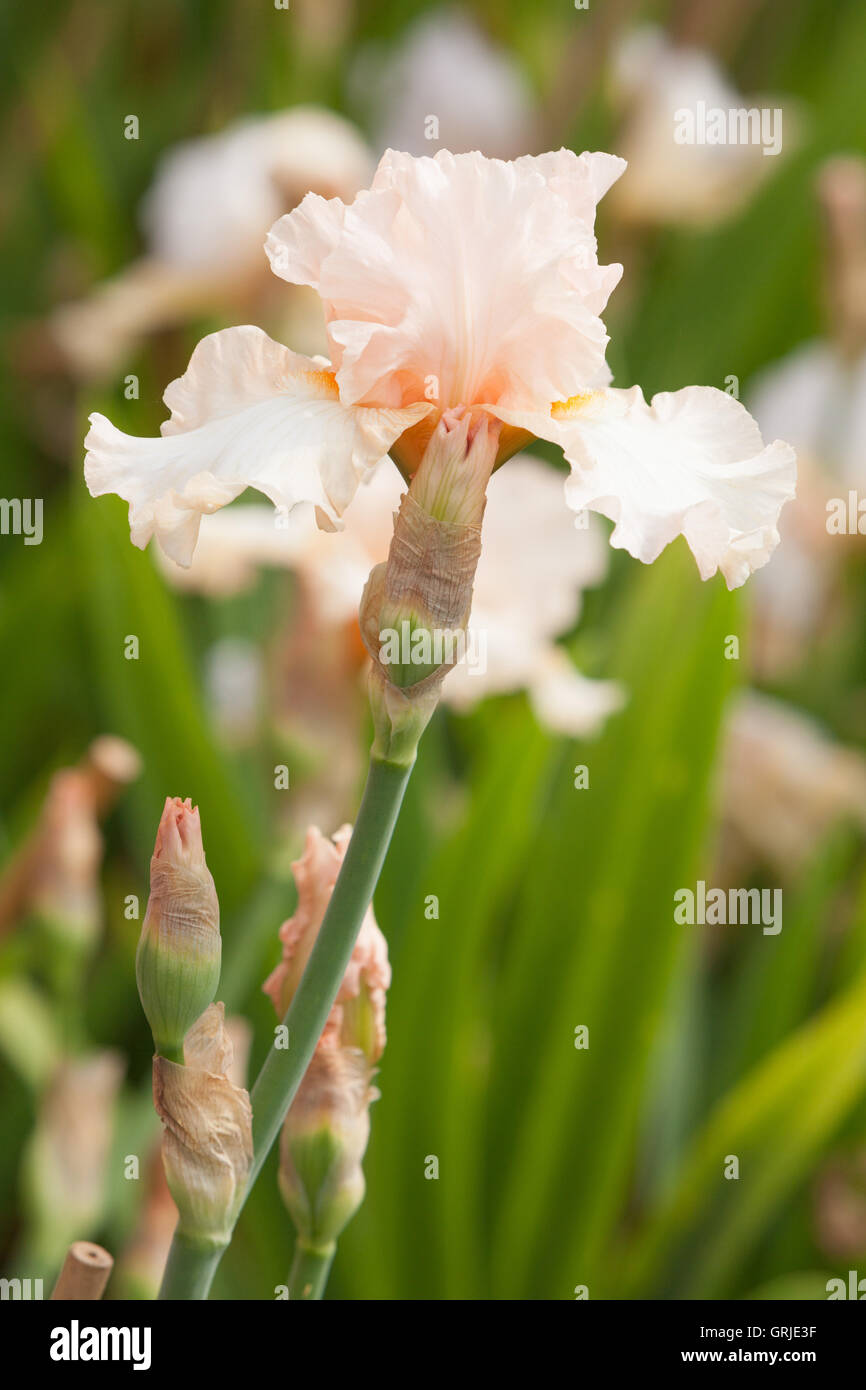 Parte di Bryan Dodsworth collezione di iris. Doddington Hall e giardini, Lincolnshire, Regno Unito. Giugno 2016. Foto Stock