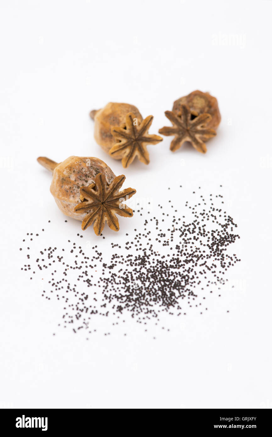 Semi di papavero baccelli e semi su sfondo bianco Foto Stock