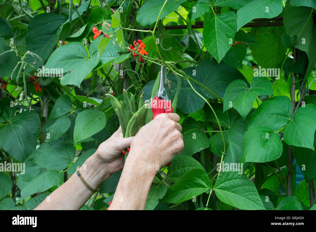 Giardiniere alla raccolta con snips i baccelli dalla pianta in un orto. Regno Unito Foto Stock