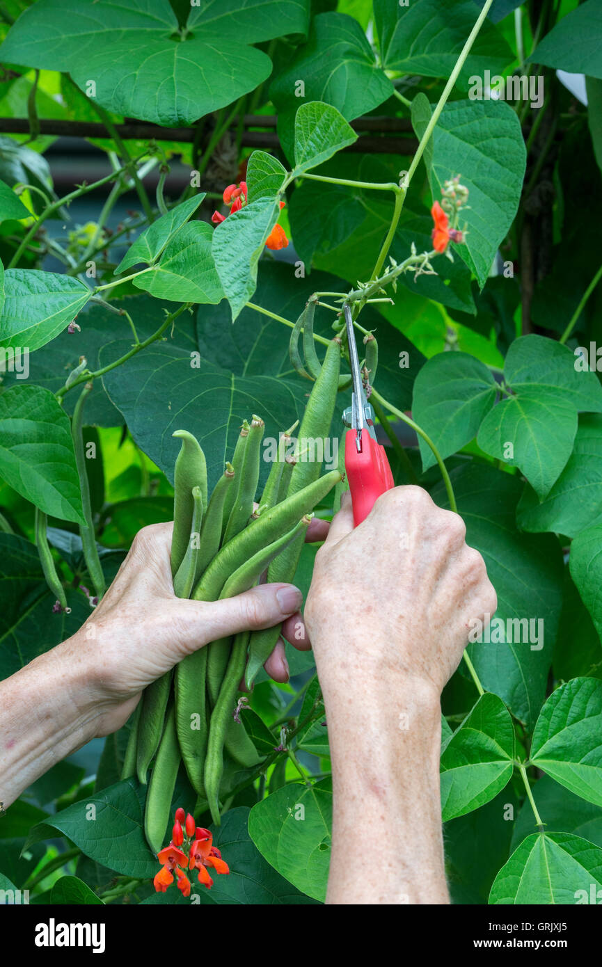 Giardiniere alla raccolta con snips i baccelli dalla pianta in un orto. Regno Unito Foto Stock