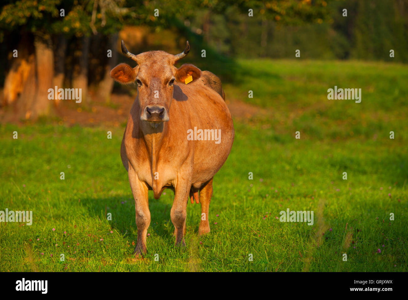 Mucca nel campo Foto Stock