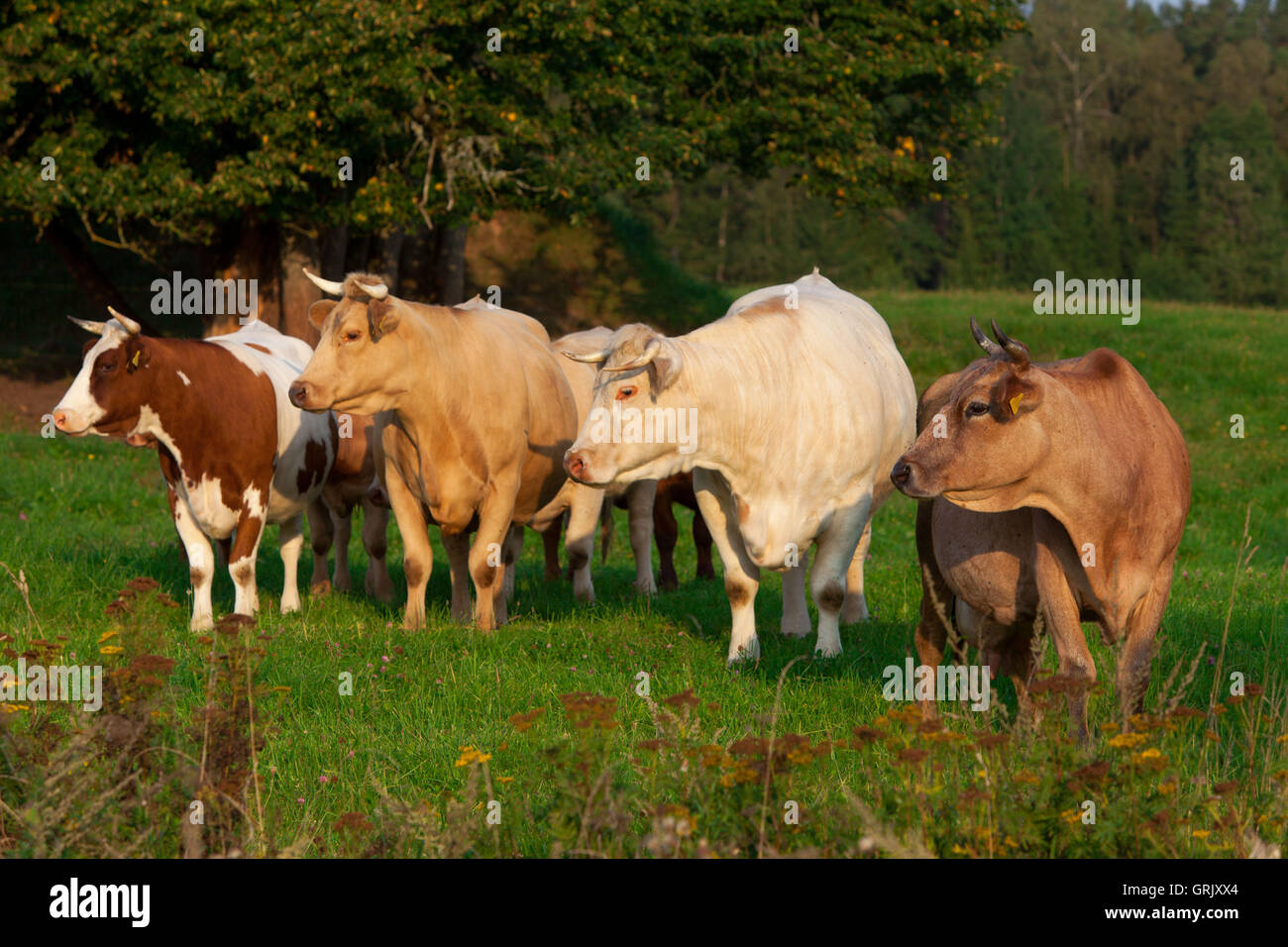 Quattro vacche nel campo cercando di destra Foto Stock
