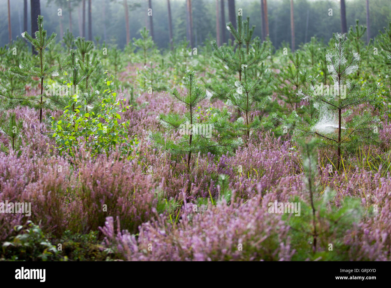 Heather in pineta ceduo Foto Stock