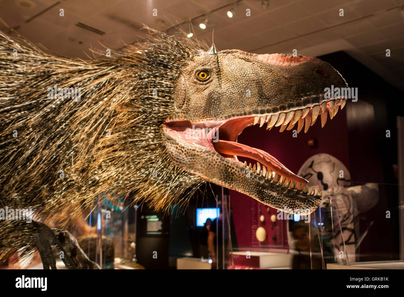 Dettaglio dal Museo Americano di Storia Naturale di New York. Foto Stock