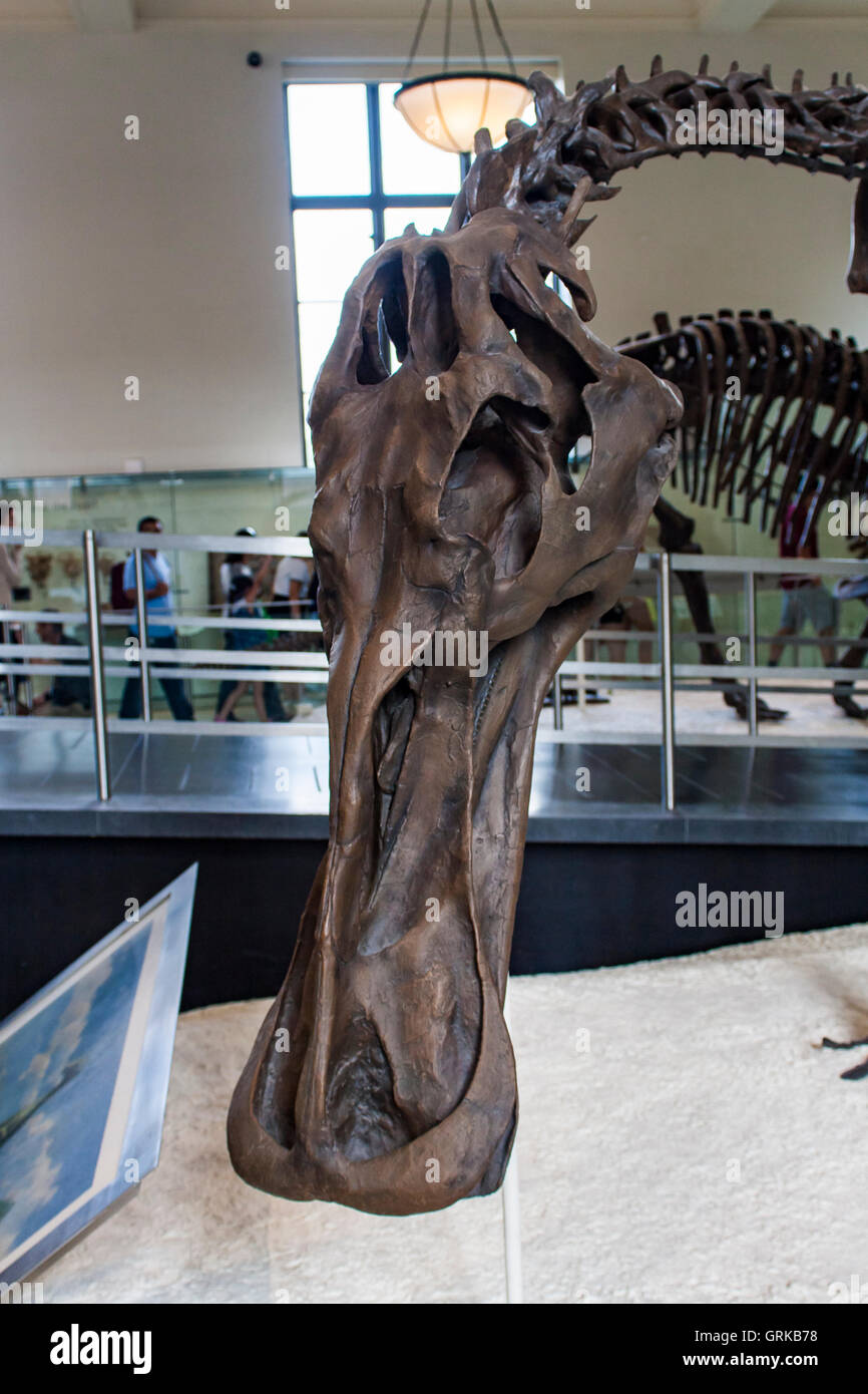 Anatotitan copei dal Museo Americano di Storia Naturale di New York. Foto Stock