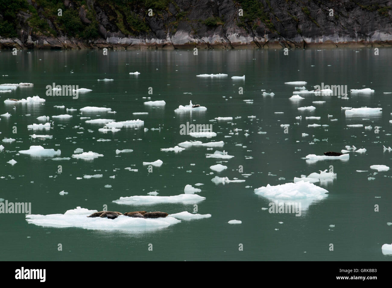 Guarnizione di tenuta del porto (Phoca vitulina), Sud Sawyer Glacier, Tracy Arm-Ford terrore della wilderness area, a sud-est di Alaska, Stati Uniti d'America. Cliff-walle Foto Stock