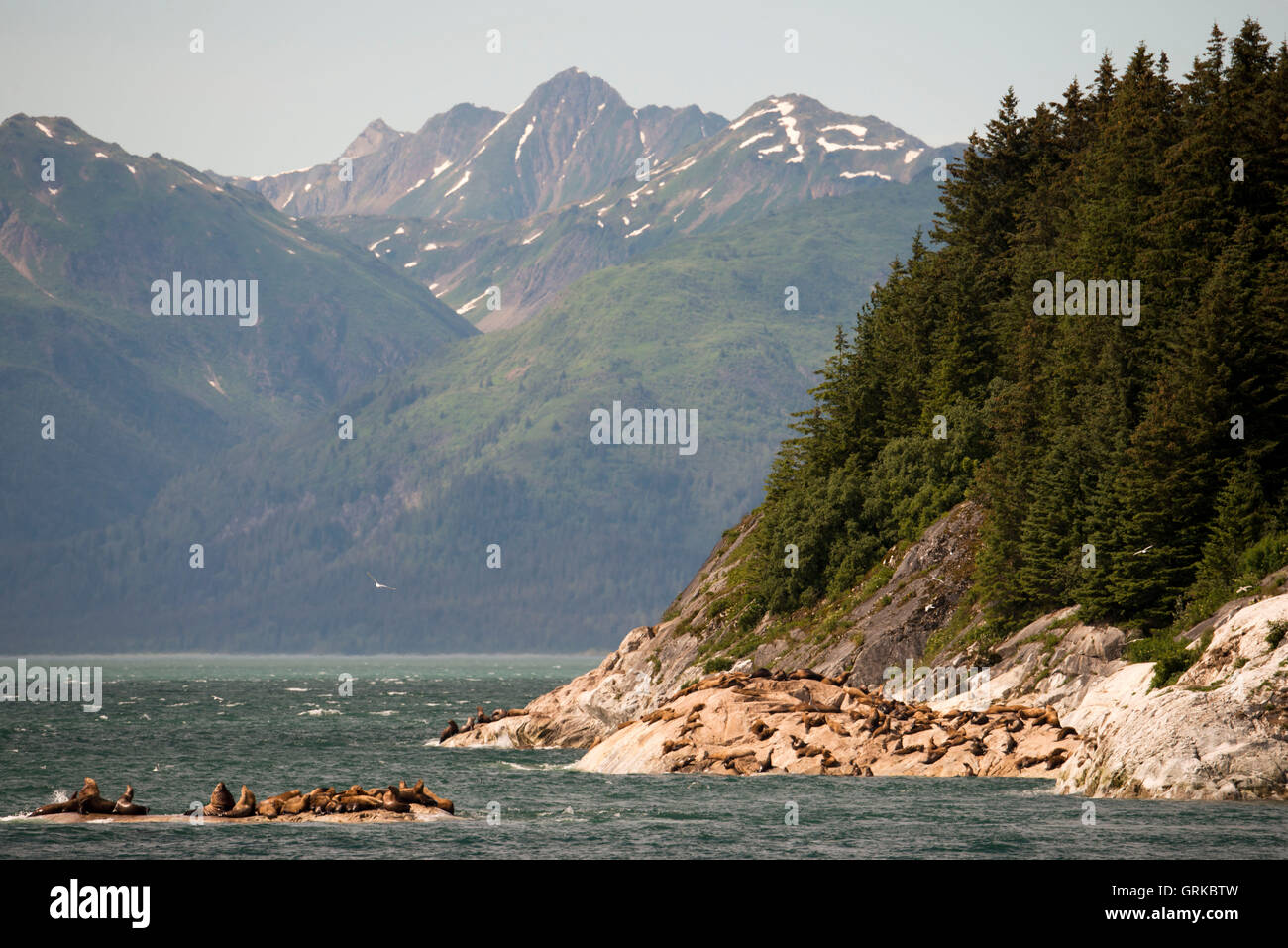 Una colonia di Steller leoni di mare (Eumetopias jubatus) sul marmo del Sud isola nel Parco Nazionale di Glacier Bay, Alaska. Stati Uniti d'America. Settentrionale (S Foto Stock