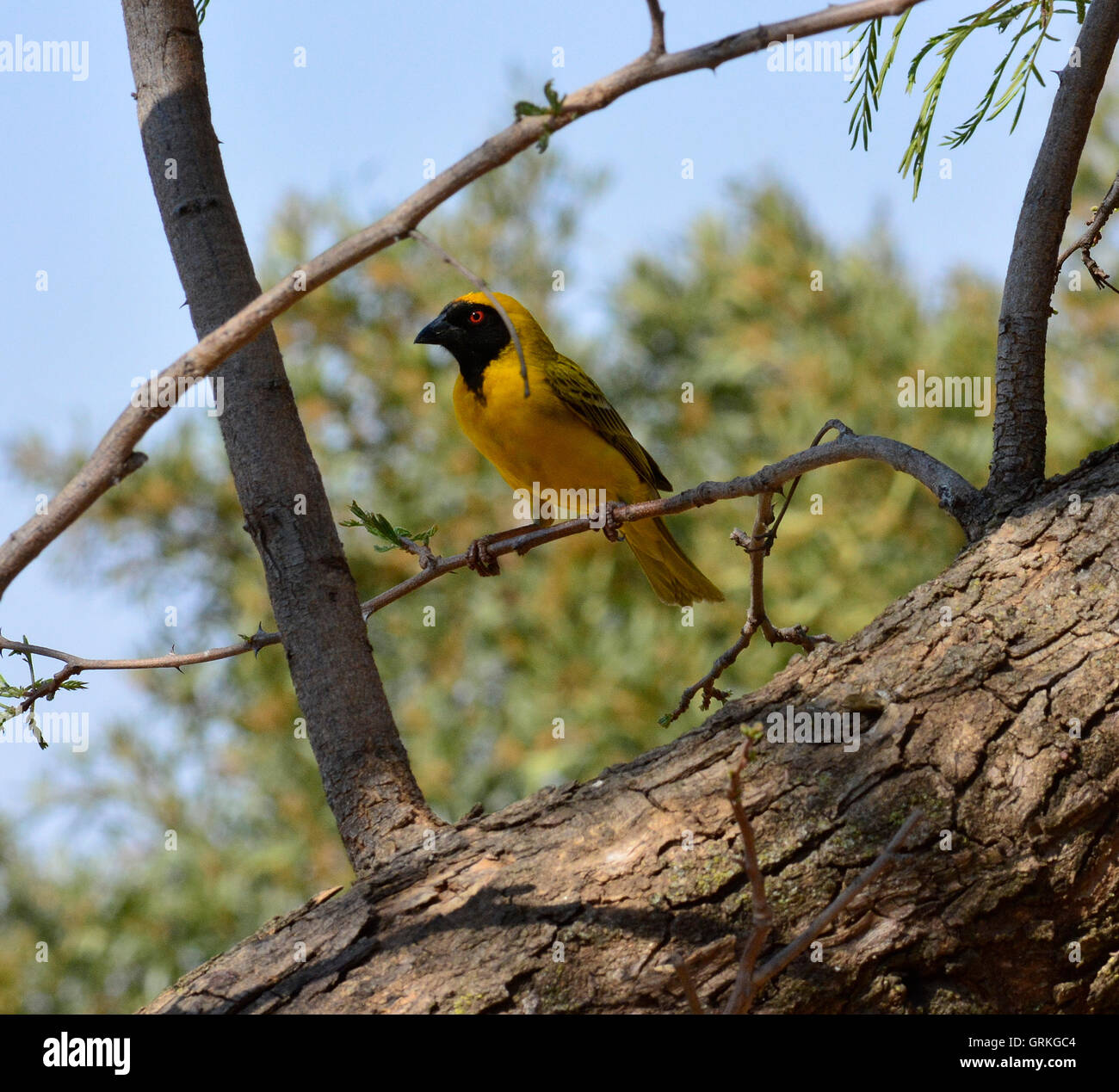 Sud Tessitore mascherato (Ploceus velatus) Vivid giallo uccello Tessitore nero con un viso e occhi rossi Foto Stock