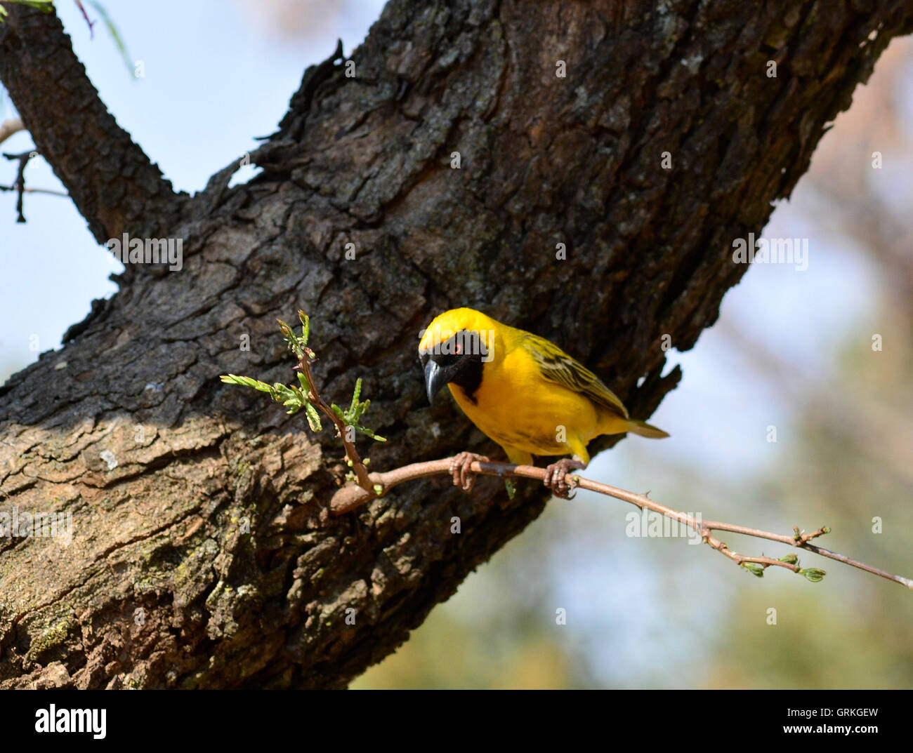 Sud Tessitore mascherato (Ploceus velatus) Vivid giallo uccello Tessitore nero con un viso e occhi rossi Foto Stock