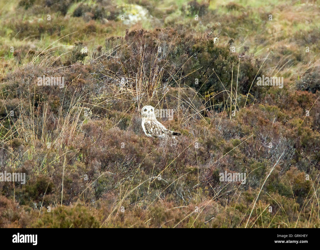 Corto-eared Owl sull'Isola di Skye. Foto Stock