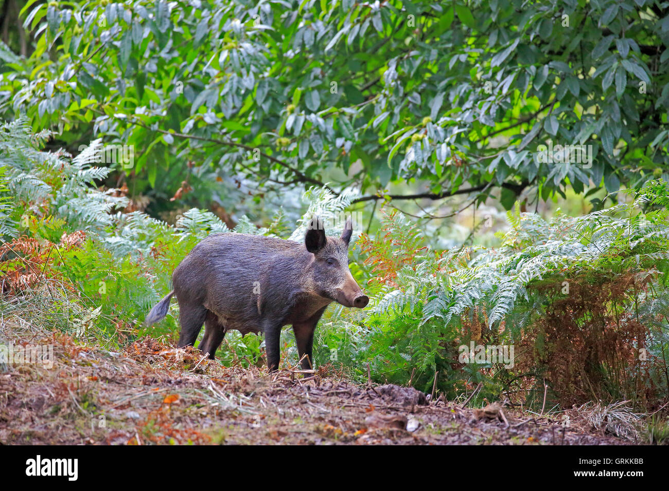 Femmina di cinghiale nella Foresta di Dean Foto Stock