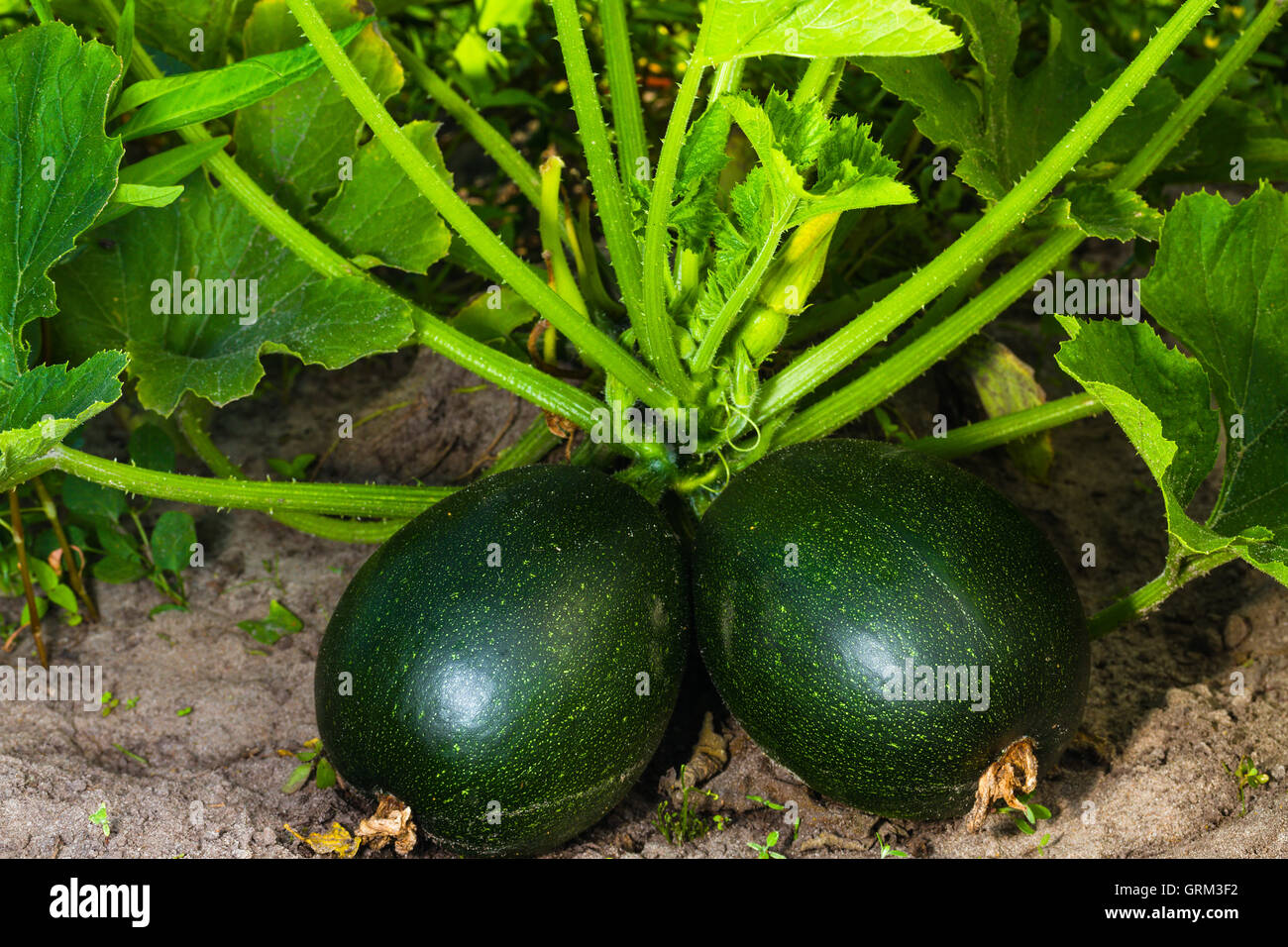 Rotondo verde midollo vegetale sul letto giardino Foto Stock