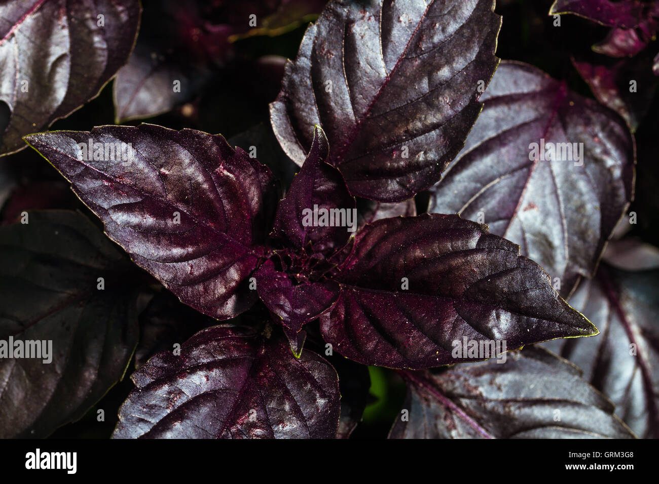 Fresche e mature di basilico rosso sul letto giardino Foto Stock