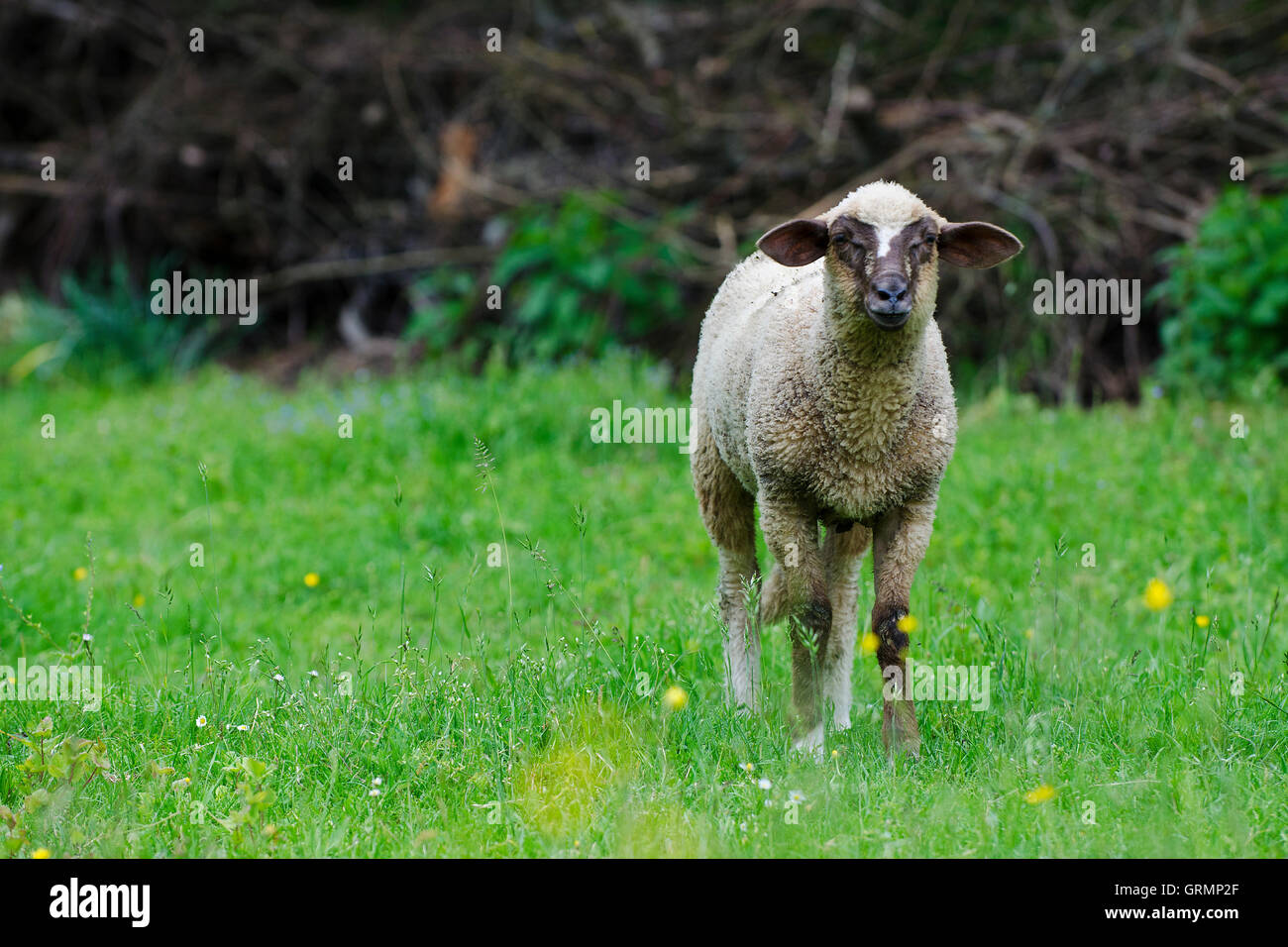 Europei di ovini, campagna, Slovacchia Foto Stock