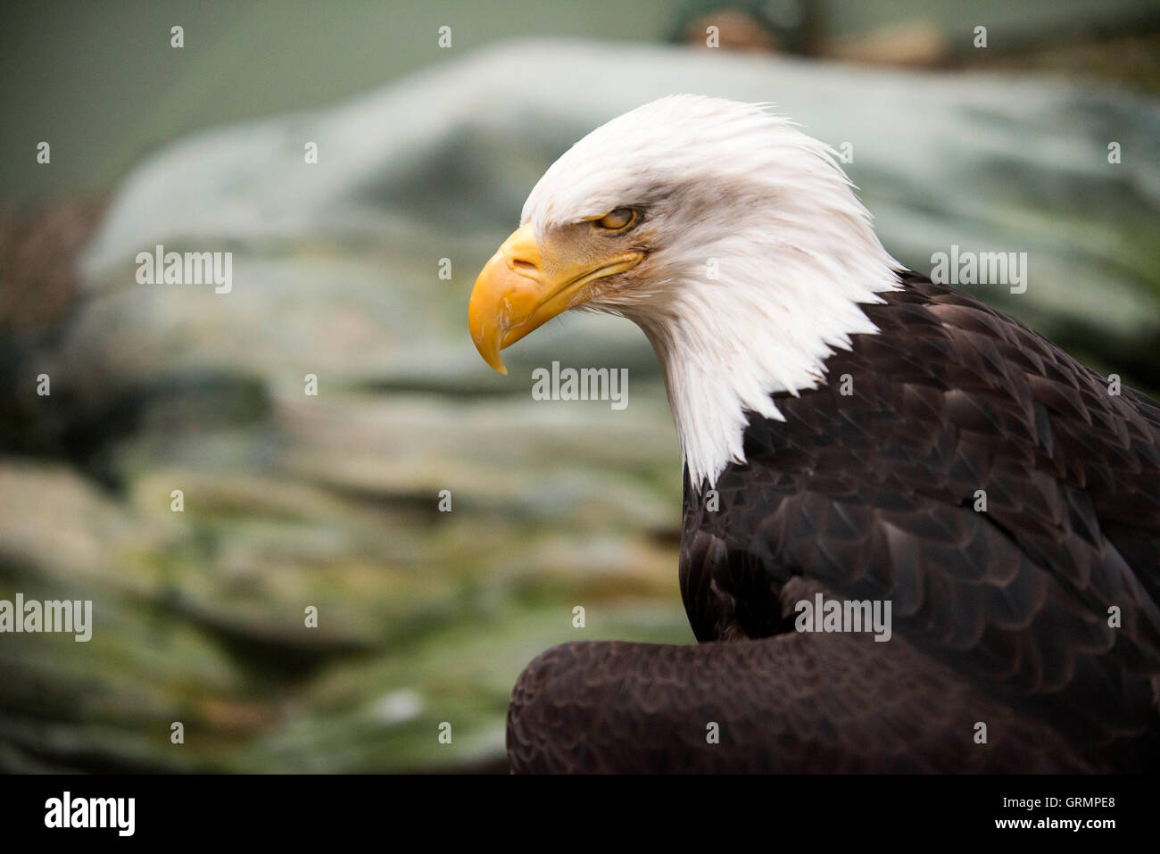 Aquila calva, Haliaeetus leucocephalus closeup. Isola di marmo nel Parco Nazionale di Glacier Bay, Alaska. Stati Uniti d'America. Noto anche come un americano Foto Stock