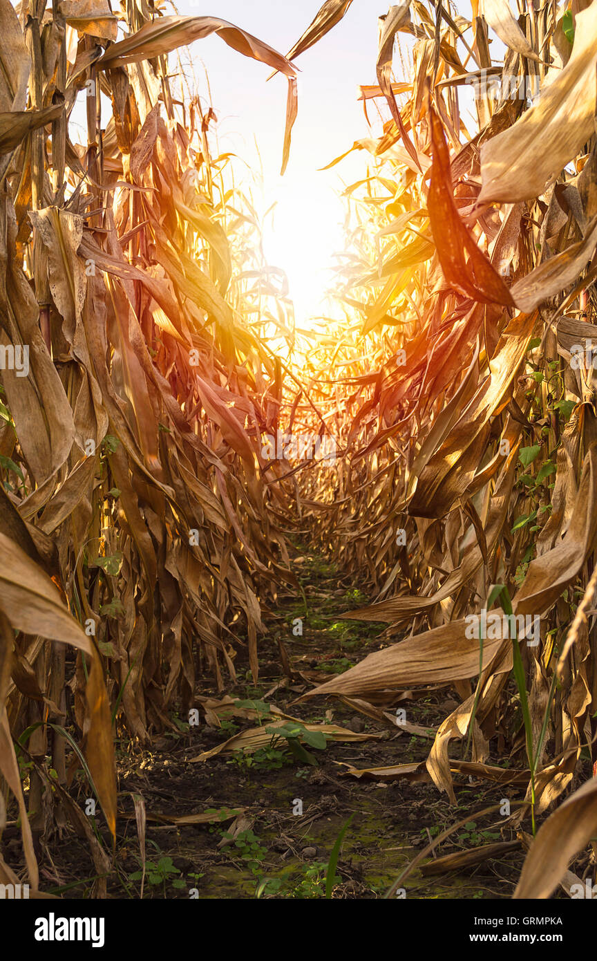 Il mais sulla levetta coltivati nel campo di mais è pronta per il raccolto, il fuoco selettivo Foto Stock