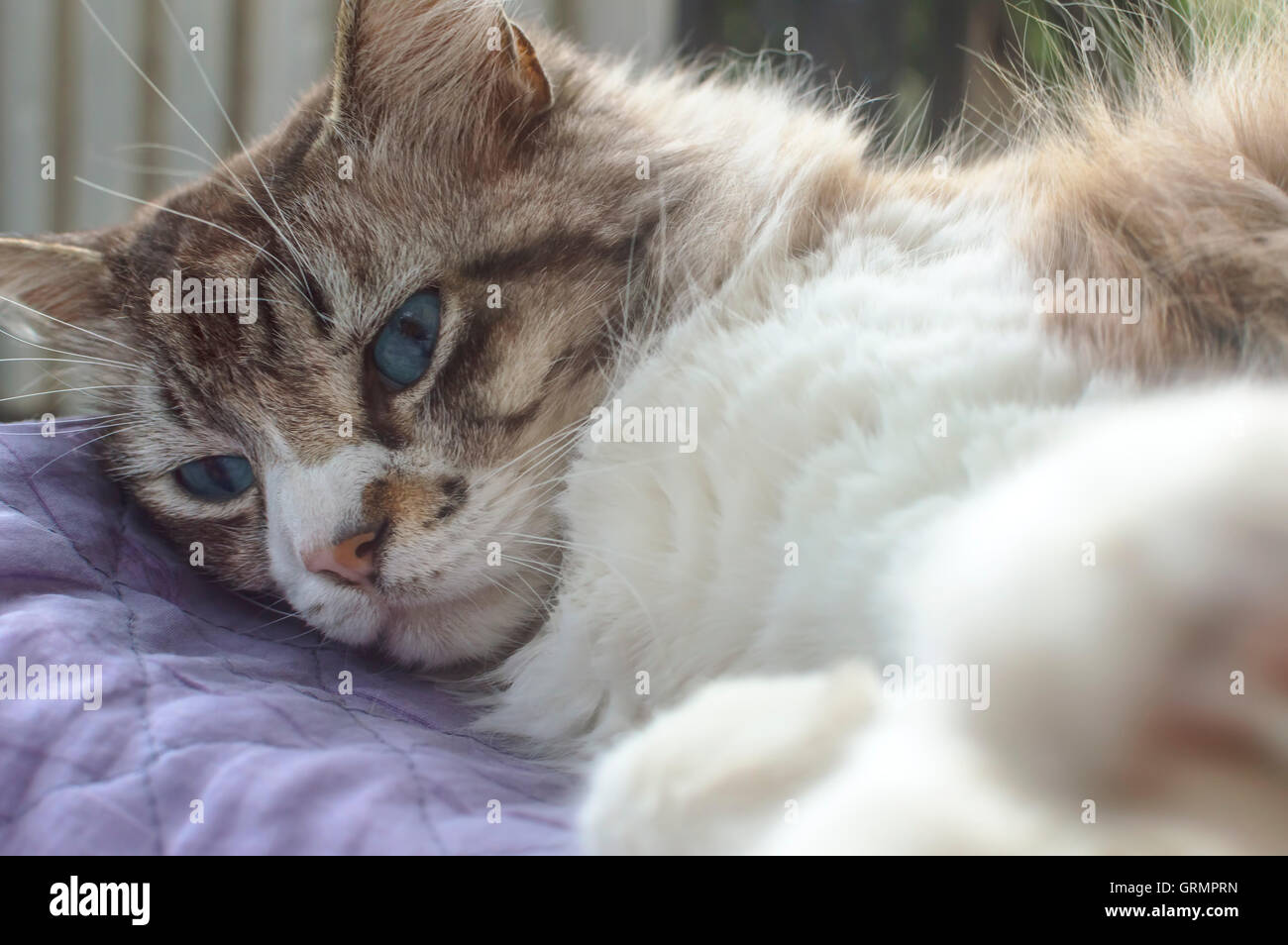 Gatto Ragdoll in appoggio durante il giorno. Messa a fuoco selettiva. Foto Stock