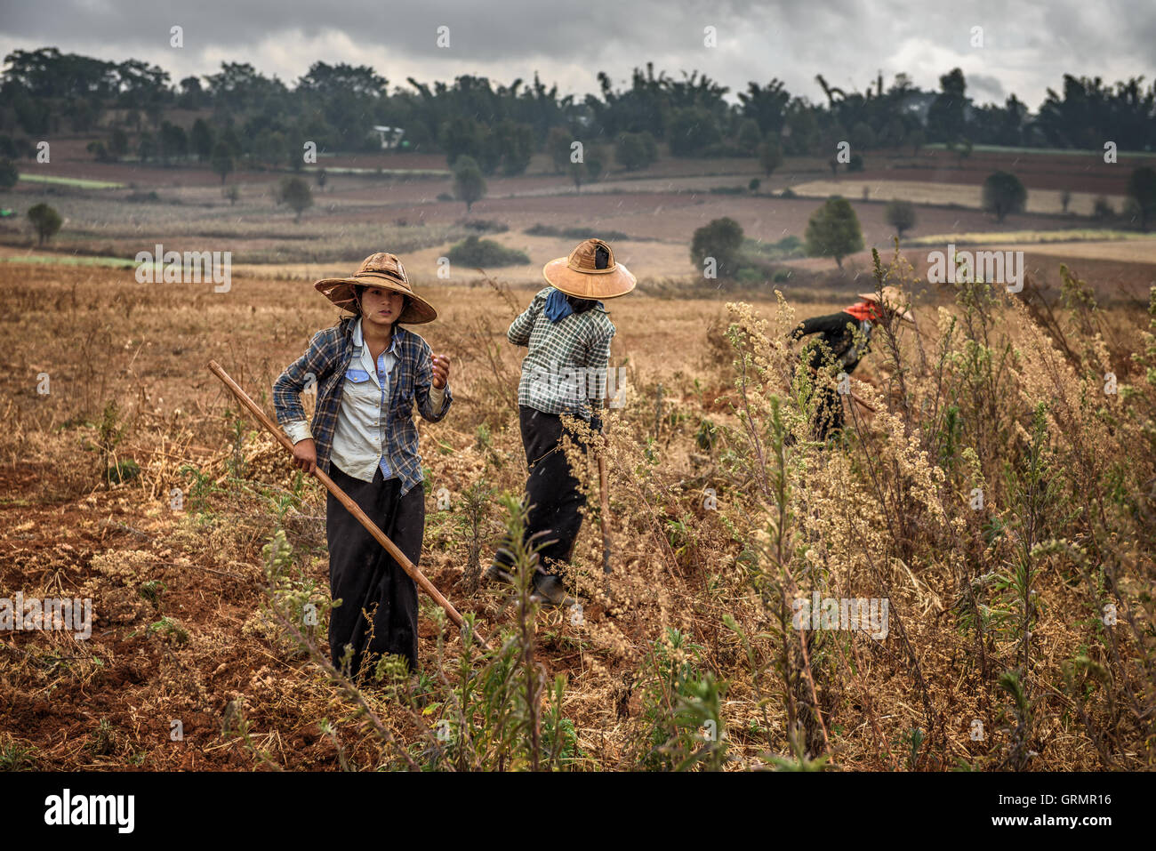 Giovani femmine gli agricoltori che lavorano in un campo Foto Stock