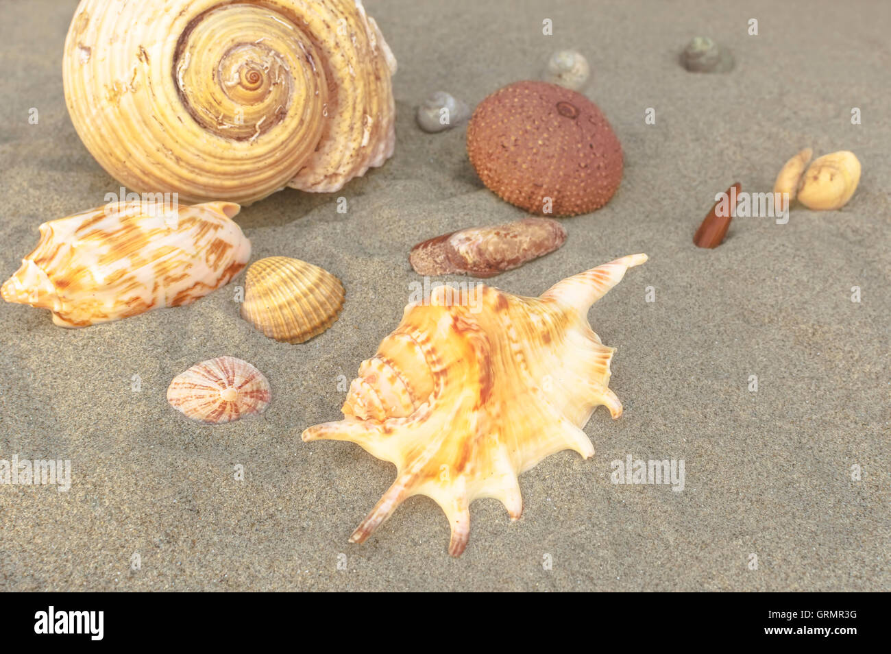 Conchiglie di mare con sabbia come sfondo. Summer Beach. Messa a fuoco selettiva. Foto Stock