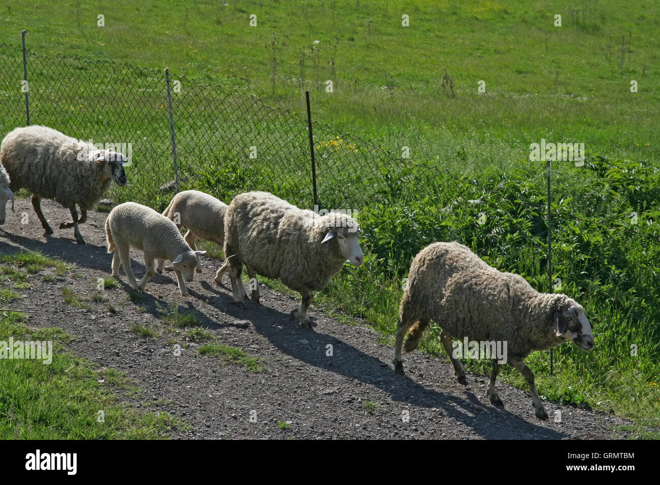 Allevamento di ovini in esecuzione. Pecore in esecuzione sul prato. Foto Stock