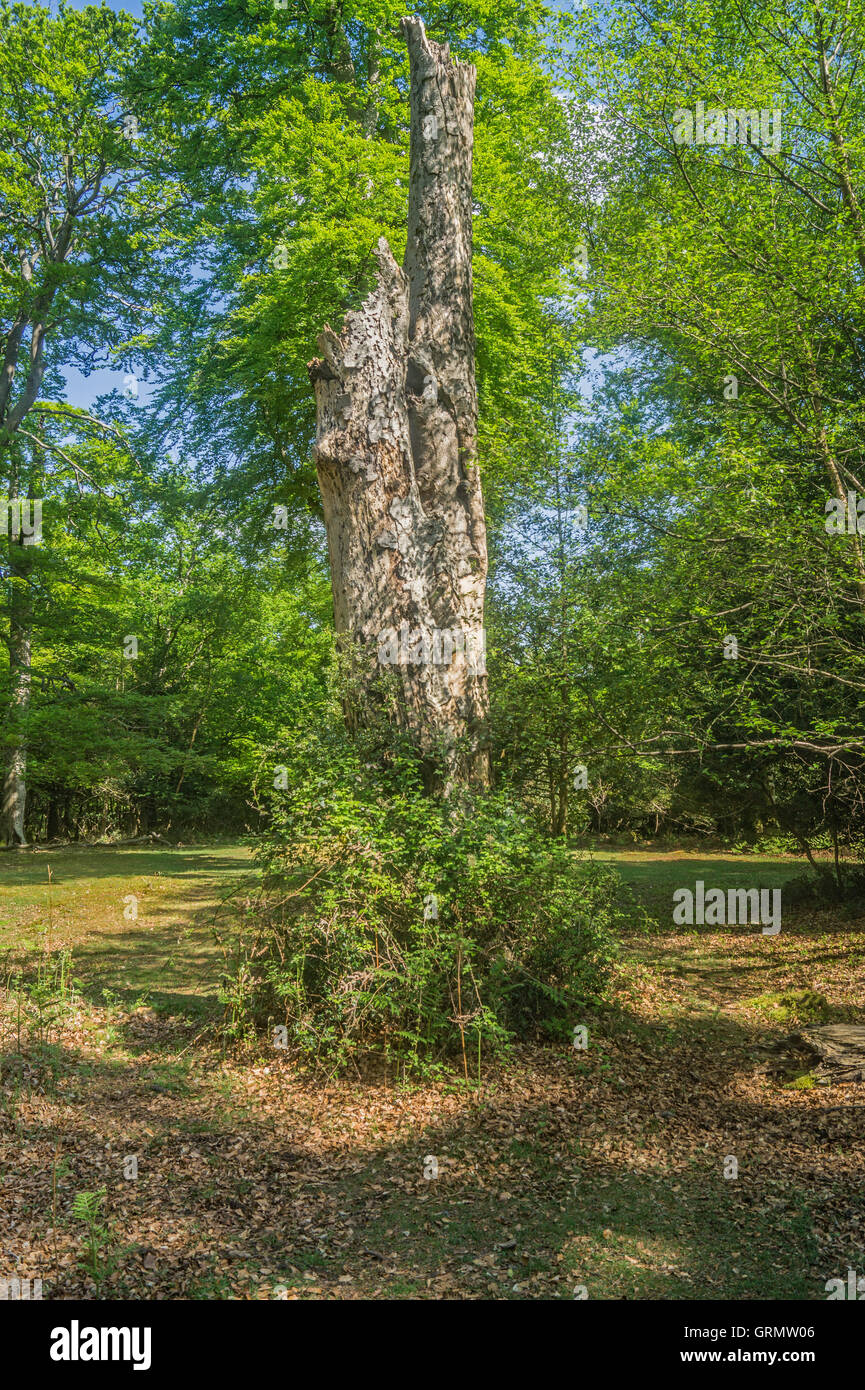 Sbiancato ceppi di alberi lentamente decadere in una radura Foto Stock