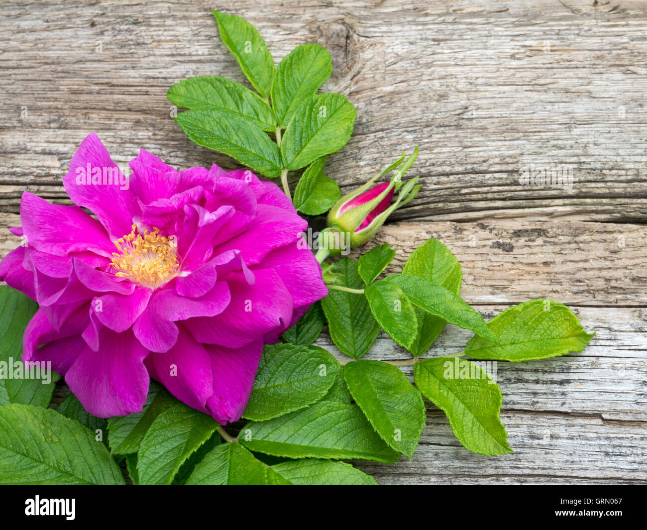 Deep pink rugosa rose fiore con foglie e bud sulla vecchia scheda spiovente Foto Stock