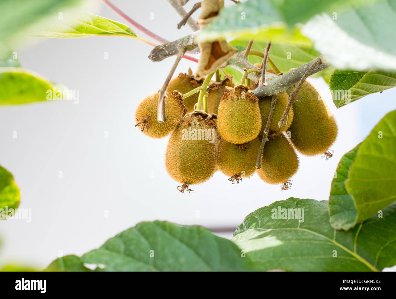 Kiwi freschi cluster che cresce su un albero Foto Stock