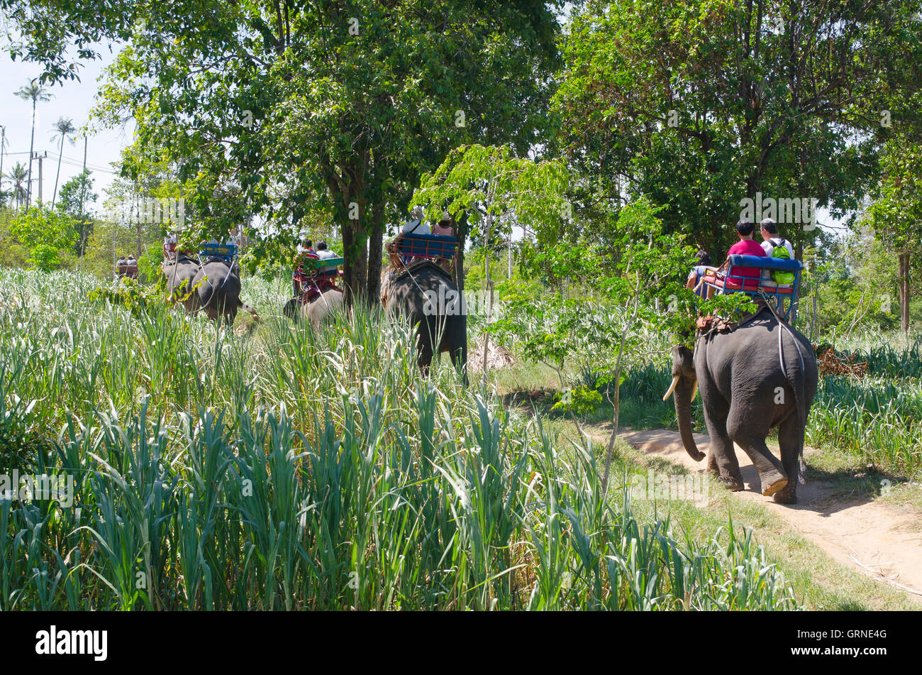 Trekking elefante, Na Mueang, Ko Samui distretto, Surat Thani, Thailandia Foto Stock