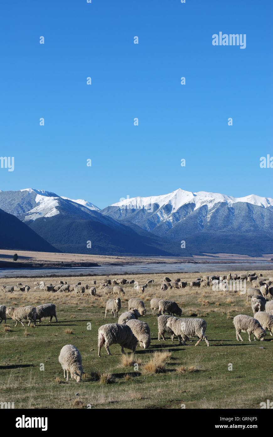 Pecore al di sotto delle montagne innevate delle Alpi del Sud,dell'Isola del Sud della Nuova Zelanda. Foto Stock