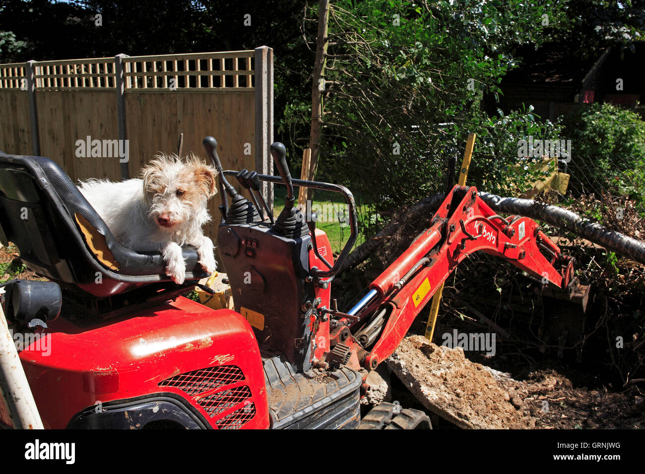 Cane sulla scavatrice, REGNO UNITO Foto Stock