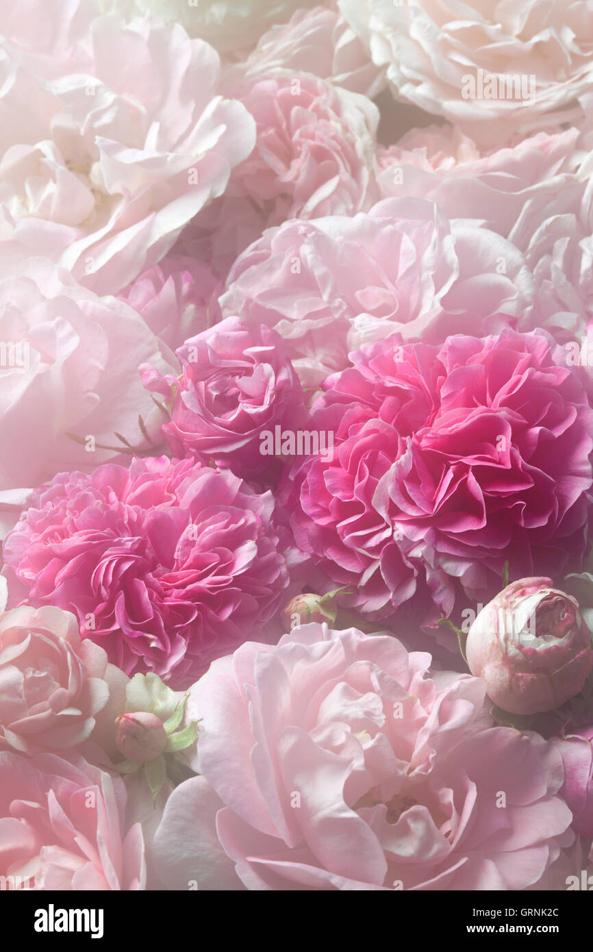 Immagine di sfondo rosa inglese rose vintage Foto Stock