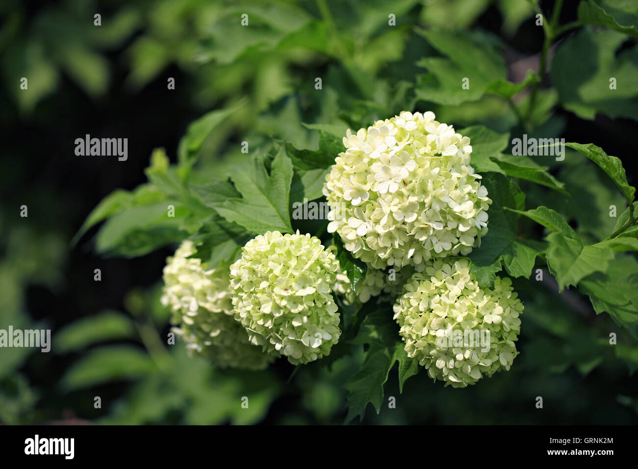 Immagine di viburno bianco bocciolo di rosa in giardino Foto Stock