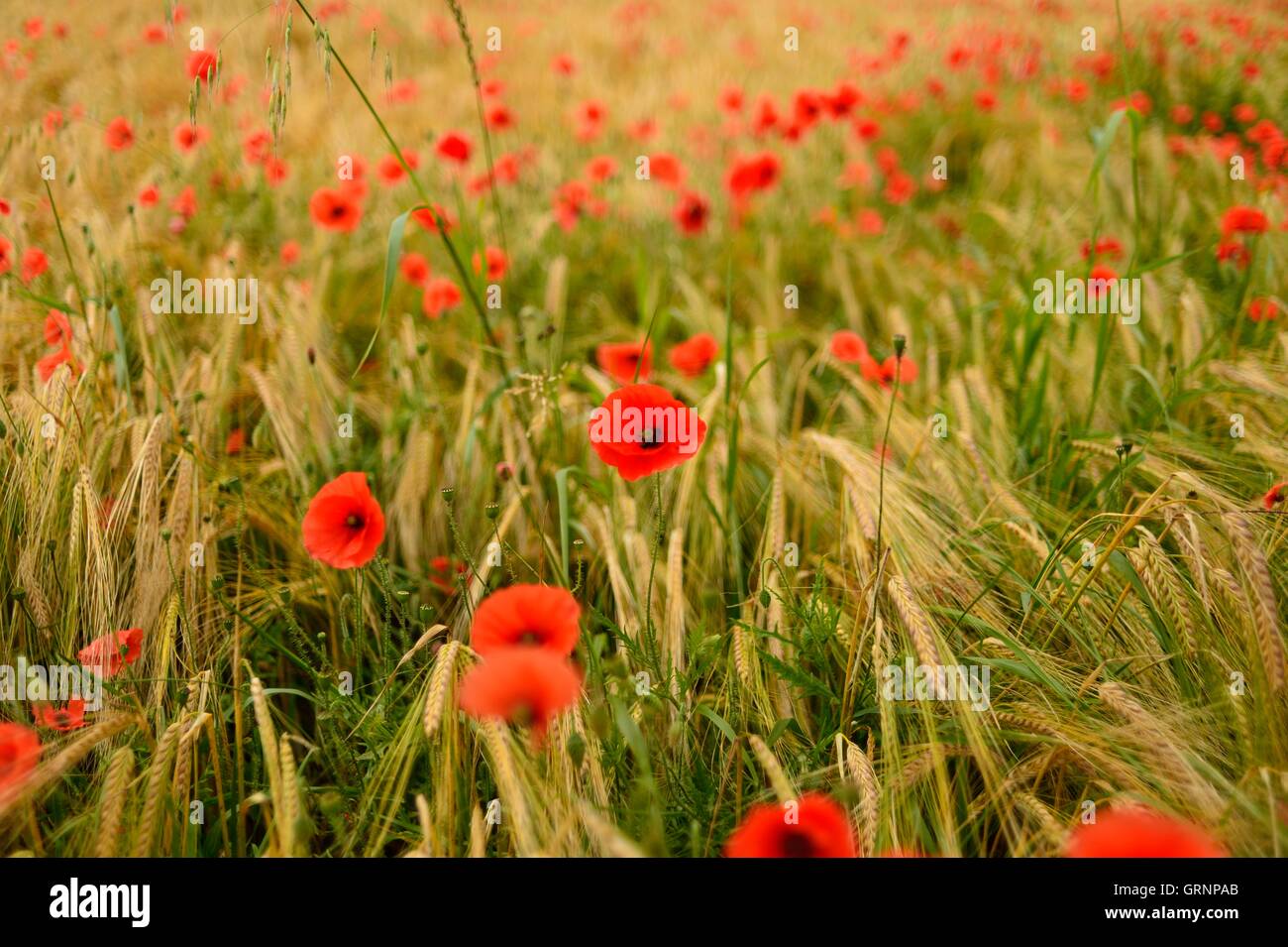 Papaveri al vento in un campo di grano. Foto Stock