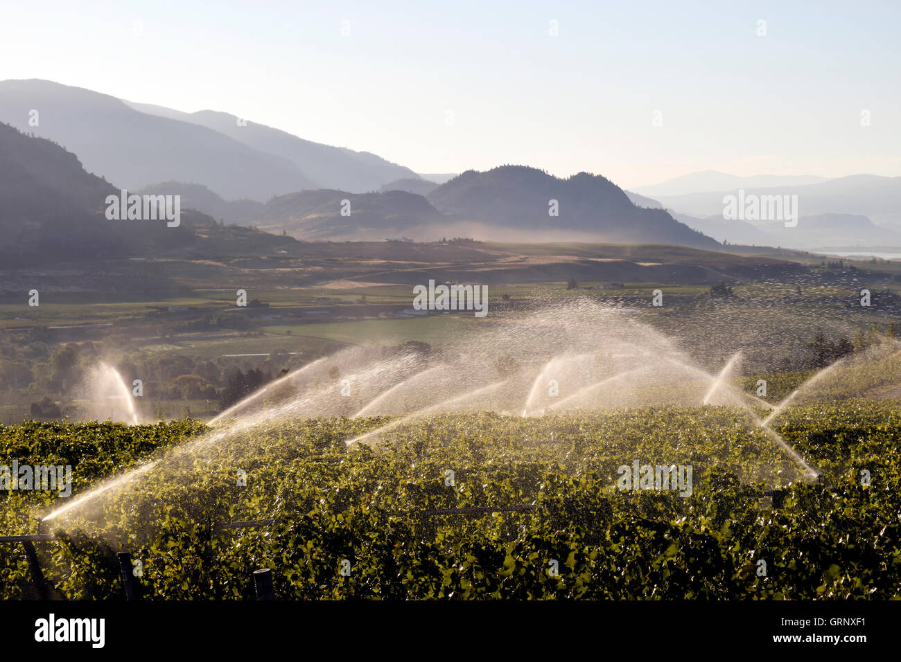 Sprinkler irrigazione in organico vigna situata nella Okanagan Valley in Osoyoos, British Columbia, Canada. Foto Stock