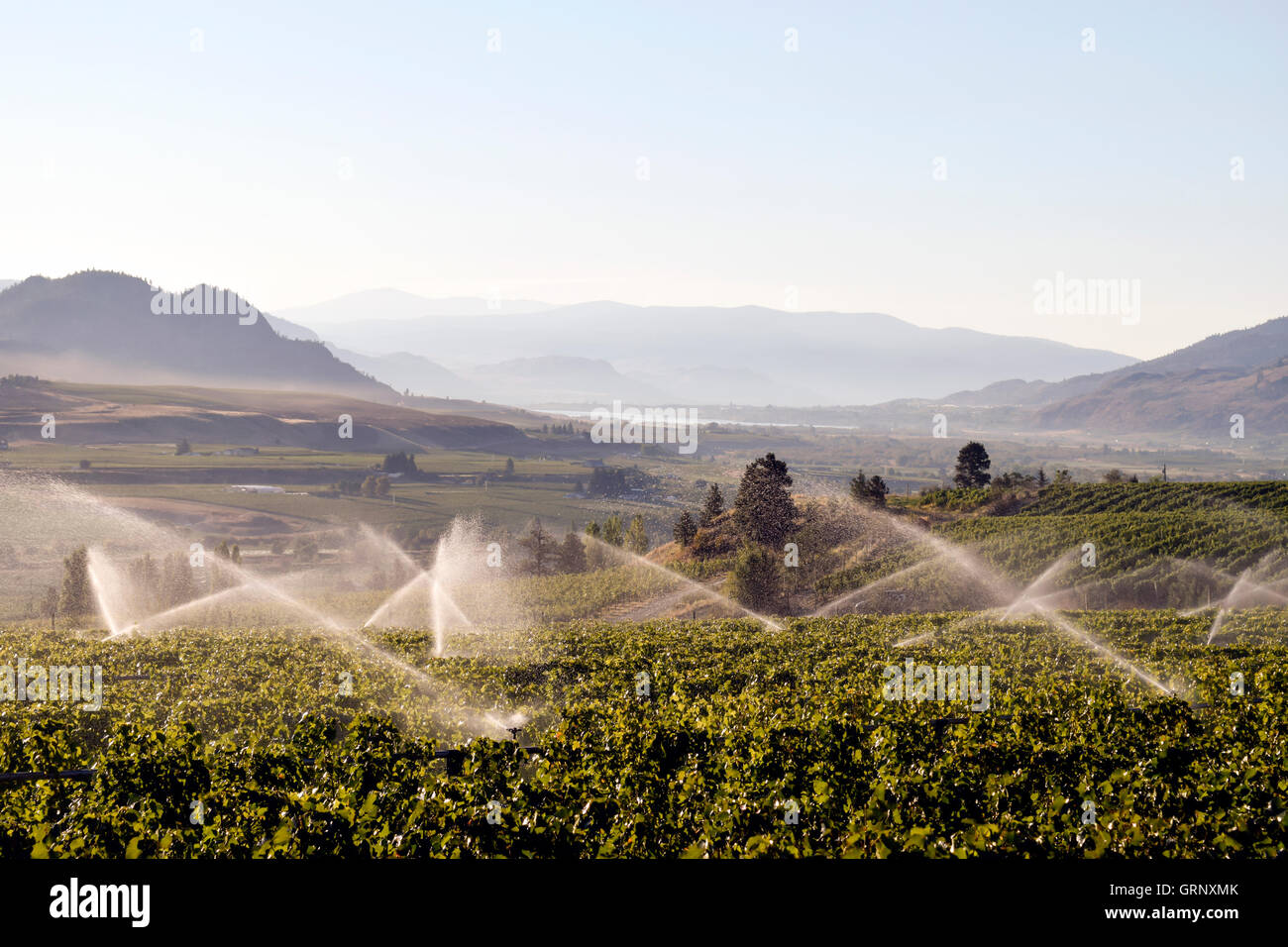 Sprinkler irrigazione in organico vigna situata nella Okanagan Valley in Osoyoos, British Columbia, Canada. Foto Stock