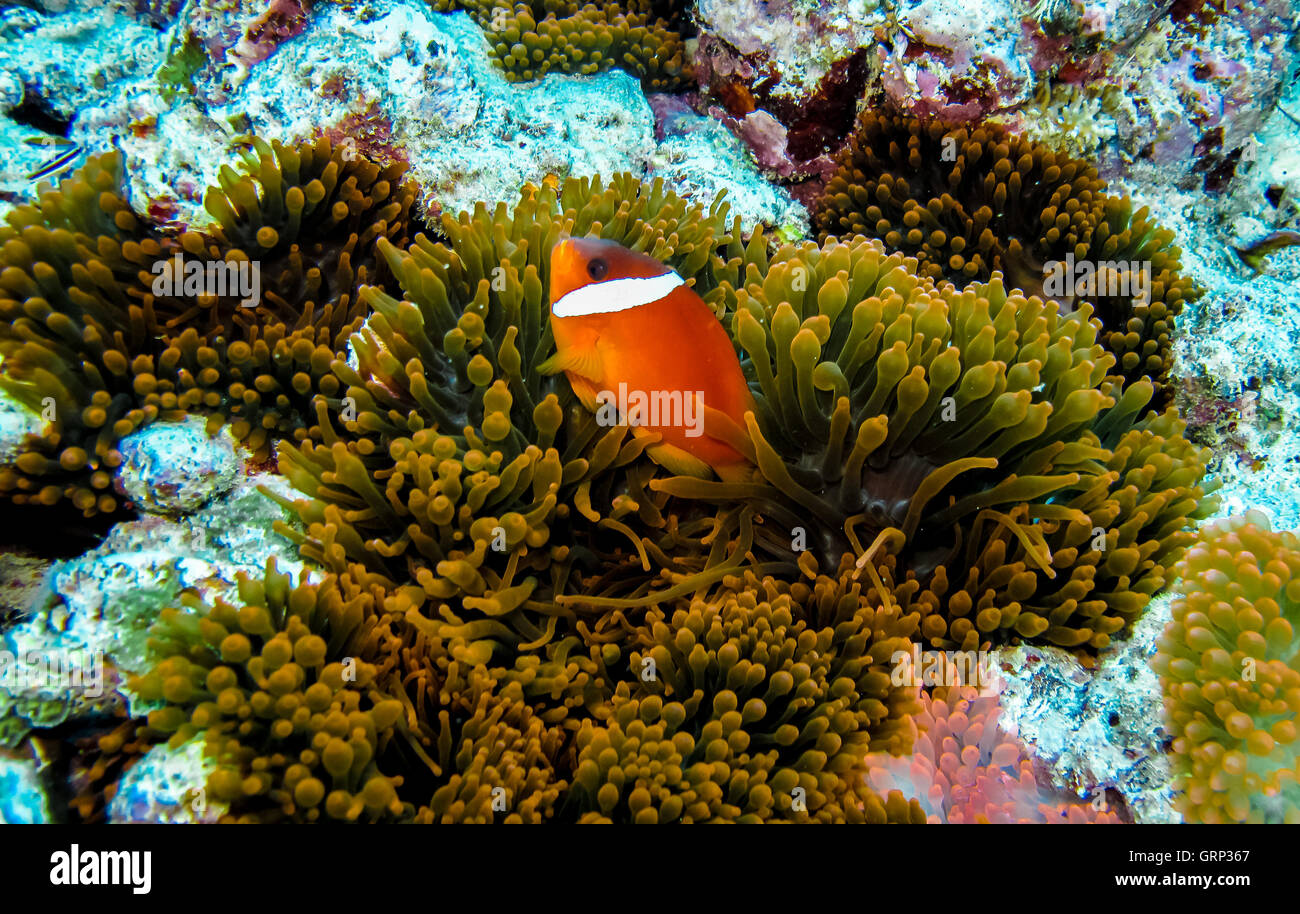 Pesce di anemone anemone a. Foto Stock