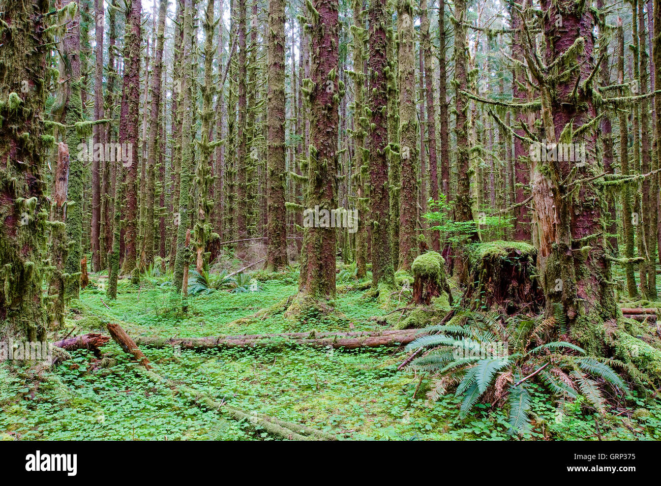 Una vista in Hoh foresta pluviale nel Parco Nazionale di Olympic Foto Stock