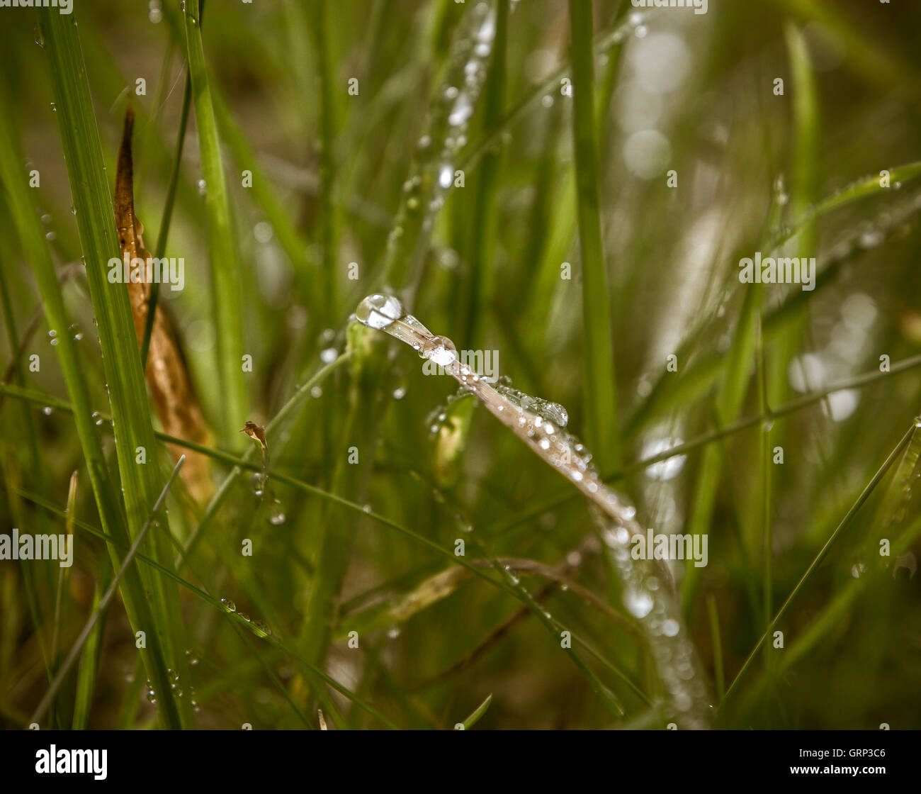 Goccioline di acqua sull'erba in un campo durante una mattina d'estate con una gocciolina di fuoco e altri sfocata. Foto Stock