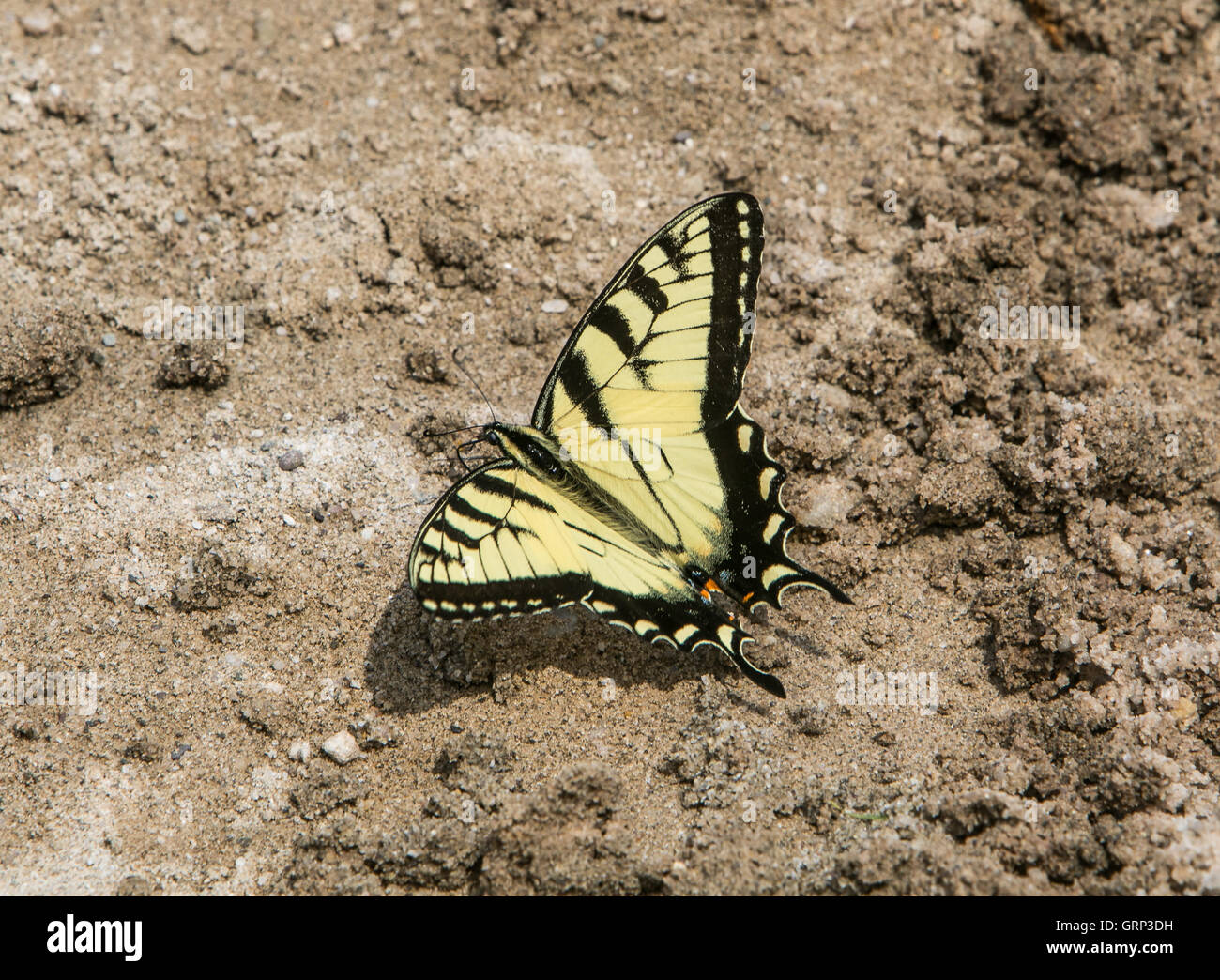Una coda forcuta farfalla sulla sabbia. Foto Stock