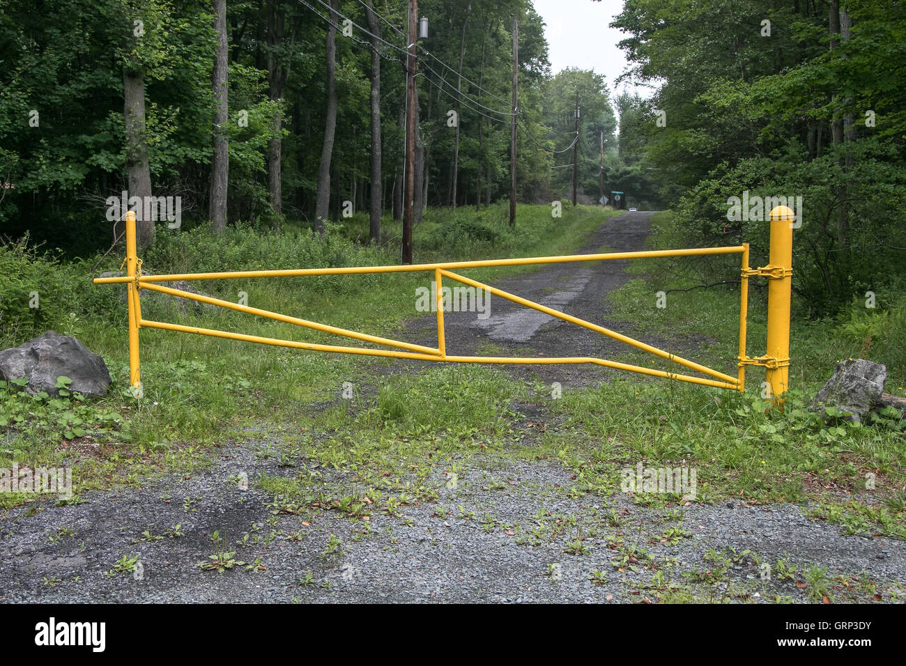 Un cancello giallo nei boschi, vista frontale. Foto Stock