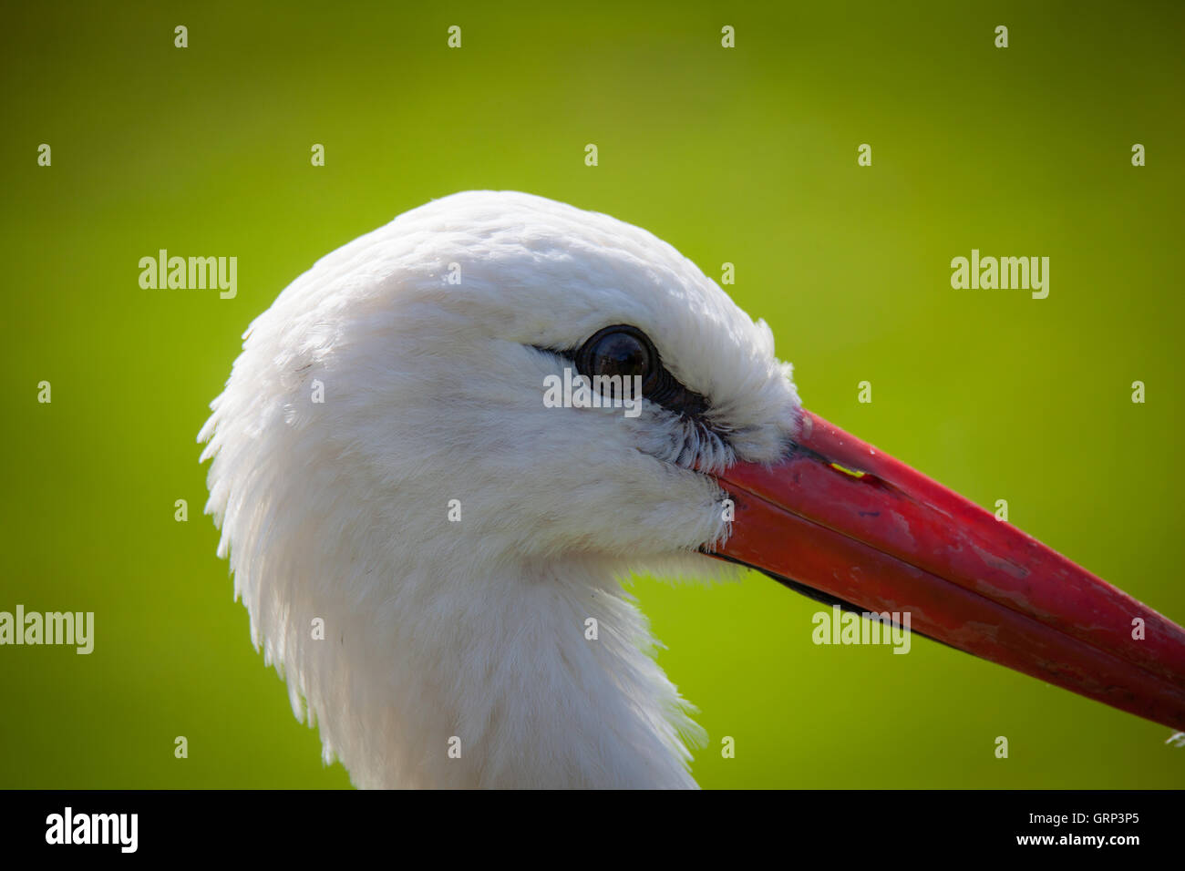 Cicogna bianca close up colpo alla testa Foto Stock