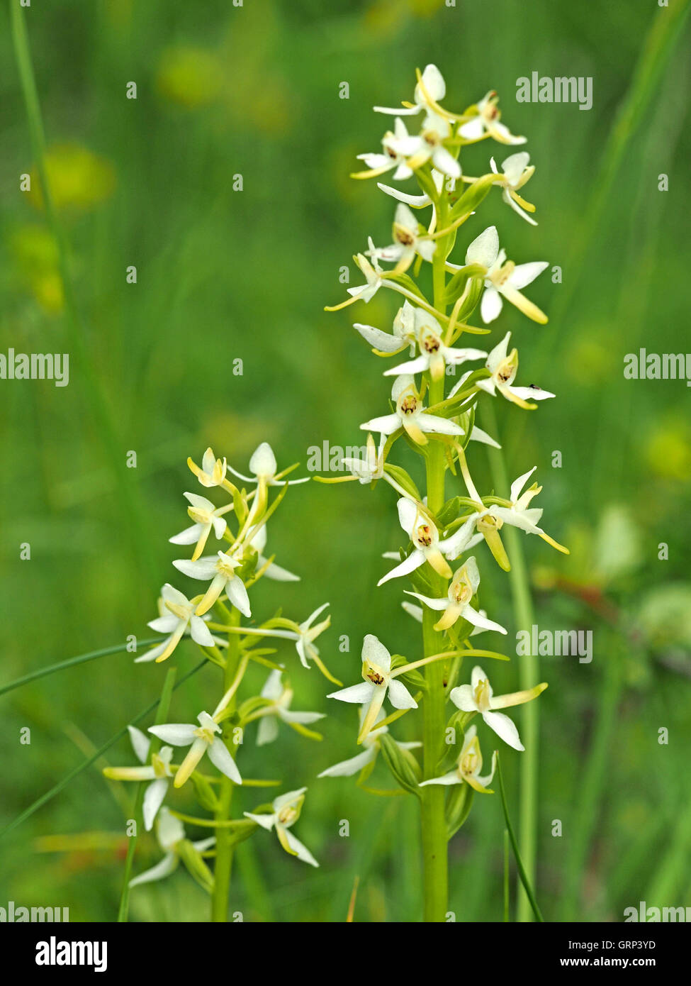 I picchi di fioritura di minore Butterfly Orchid (Platanthera bifolia) in diversi ricchi pascoli di calcare Foto Stock